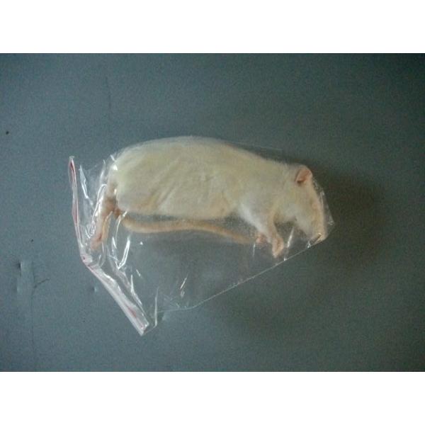 ■1匹単位から賜ります■爬虫類、猛禽類等の冷凍餌です■約15cm 約 100〜120グラムです■解凍におきましては、約40℃の、ぬるま湯約1リットルに食塩約40グラムを入れると　よりいっそう解凍時間の肉の品質維持、煮える等に効果があるようで...