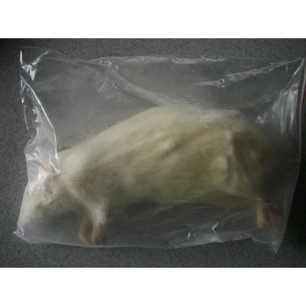 ■1匹単位から賜ります■爬虫類、猛禽類等の冷凍餌です■約16cm 約180〜220グラムです■解凍におきましては、約40℃の、ぬるま湯約1リットルに食塩約40グラムを入れると　よりいっそう解凍時間の肉の品質維持、煮える等に効果があるようです...