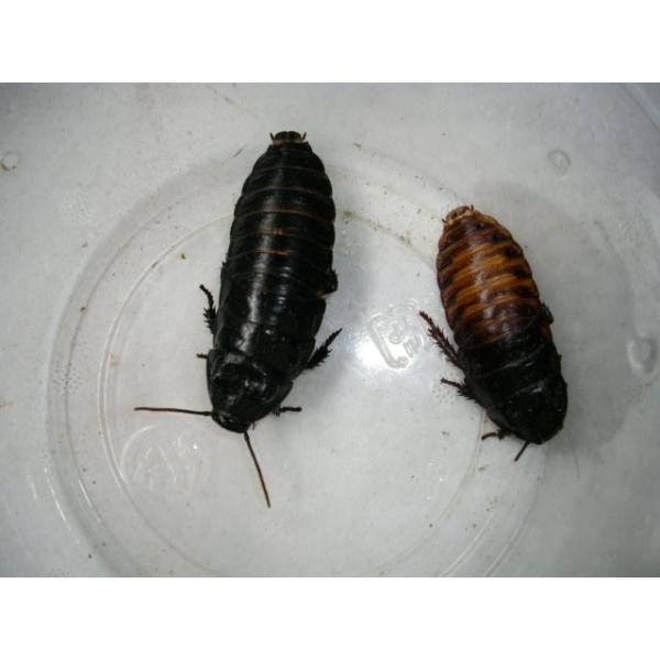 マダガスカルコックローチ大 Buyee Buyee Japanese Proxy Service Buy From Japan Bot Online