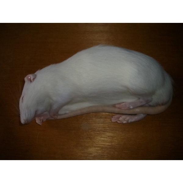 ■1匹単位から賜ります■爬虫類、猛禽類等の冷凍餌です■約約240〜280グラムです■解凍におきましては、約40℃の、ぬるま湯約1リットルに食塩約40グラムを入れると　よりいっそう解凍時間の肉の品質維持、煮える等に効果があるようです■このサイ...
