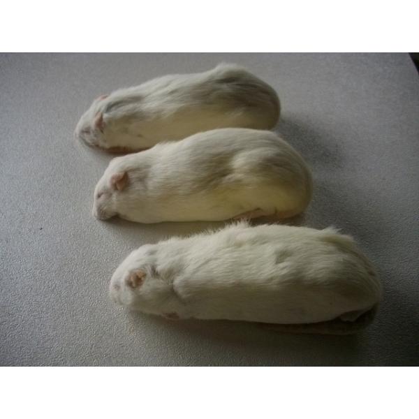 ■1匹単位から賜ります■爬虫類、猛禽類等の冷凍餌です■約400〜450グラムです■解凍におきましては、約40℃の、ぬるま湯約1リットルに食塩約40グラムを入れると　よりいっそう解凍時間の肉の品質維持、煮える等に効果があるようです■解凍品のサ...