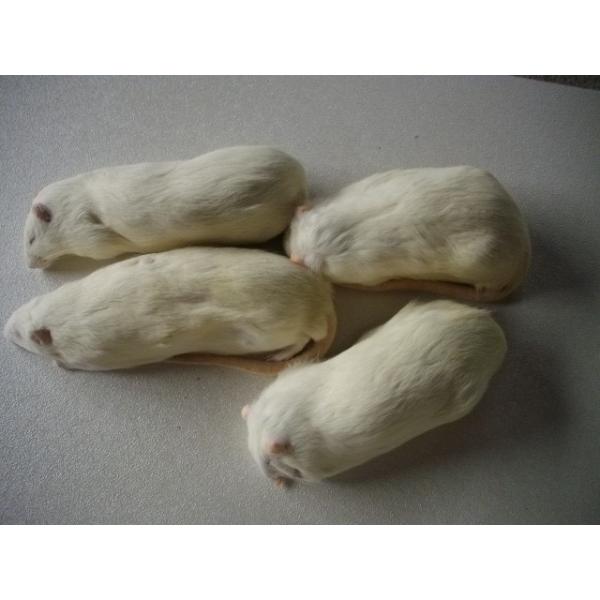 ■1匹単位から賜ります■爬虫類、猛禽類等の冷凍餌です■約450〜500グラムです■解凍におきましては、約40℃の、ぬるま湯約1リットルに食塩約40グラムを入れると　よりいっそう解凍時間の肉の品質維持、煮える等に効果があるようです■解凍品のサ...