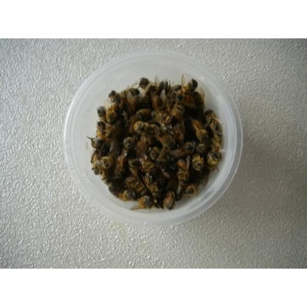 ■1パックから賜ります■1パック約15ｇ、約100匹位入っています■両生類、肉食熱帯魚等の冷凍餌です■サイズにつきましては、約1cm位のミツバチです■沈みます■ハチどうしはほとんどくっついてないです■解凍につきましては、約1リットル約40℃...