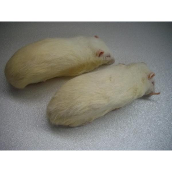 ■1匹単位から賜ります手数料■別途冷凍手数料ご負担ください■爬虫類、猛禽類等の冷凍餌です■約600グラムです■解凍におきましては、約40℃の、ぬるま湯約1リットルに食塩約40グラムを入れると　よりいっそう解凍時間の肉の品質維持、煮える等に効...