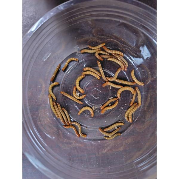 ■200匹(約20グラム)の販売です■夏季期間中5月頃よりクール便でお送りさせて頂きます。冷蔵手数料275円ご負担ください、　よって常温商品と同時購入された場合2個口となります。ご了承お願い致します■小鳥　小型熱帯魚　両性類　爬虫類　小型哺...