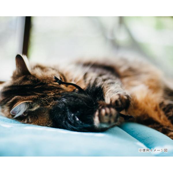 Lp 6731 vC tB[CtW[ tXL[{[ @Lp@Lbgjbv@