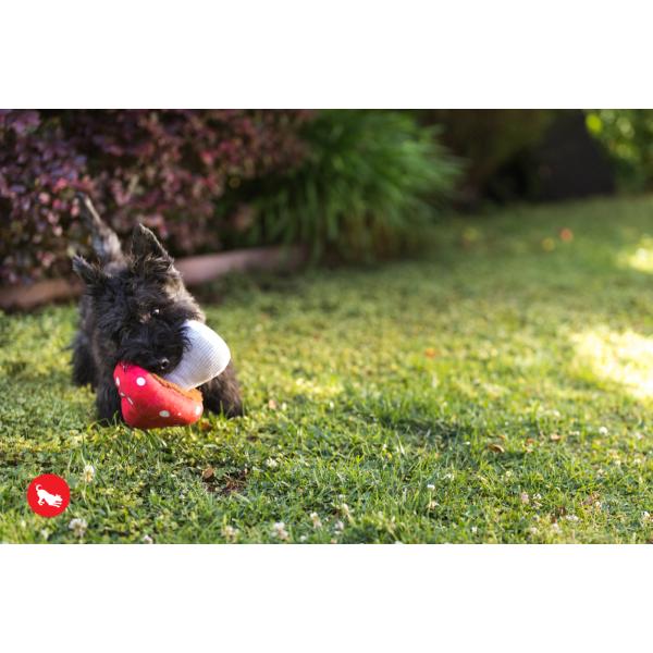 p vC u[~OofB[Y }bV[  ߋ    lC  XgXU  f^