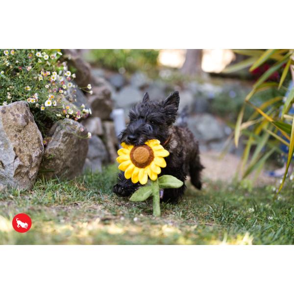 p vC u[~OofB[Y Tt[  ߋ    lC  XgXU  f^