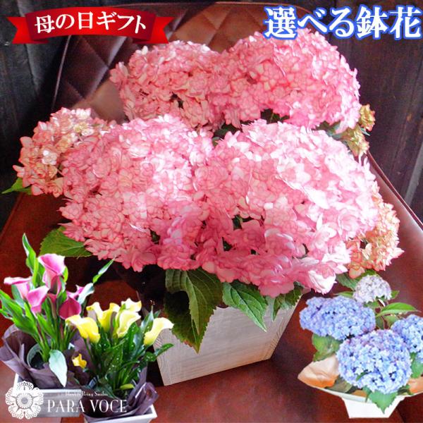 母の日 花 ギフト プレゼント 花鉢 鉢花 鉢植え ブルー ピンク 色変わる ボリューム アジサイ 紫陽花 西洋アジサイ カーリースパークル 鉢カバー付 Buyee 日本代购平台 产品购物网站大全 Buyee一站式代购 Bot Online
