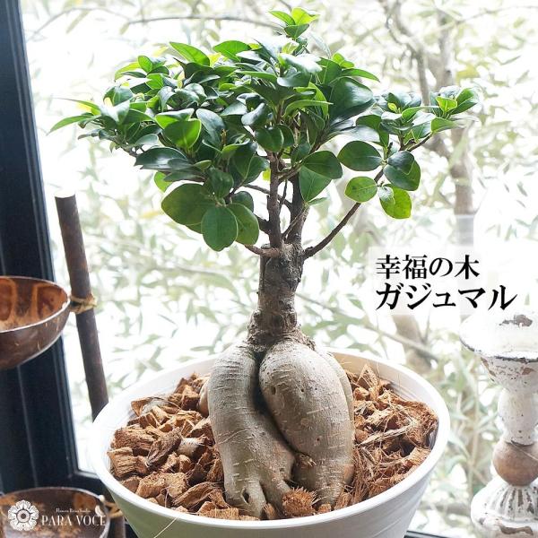 観葉植物 ギフト プレゼント ガジュマル 人気 母の日プレゼント ギフト 観葉植物 ガジュマル 7号鉢 鉢カバー お洒落 多幸の樹 Momde 花ギフト専門店 パラボッセ 通販 Yahoo ショッピング