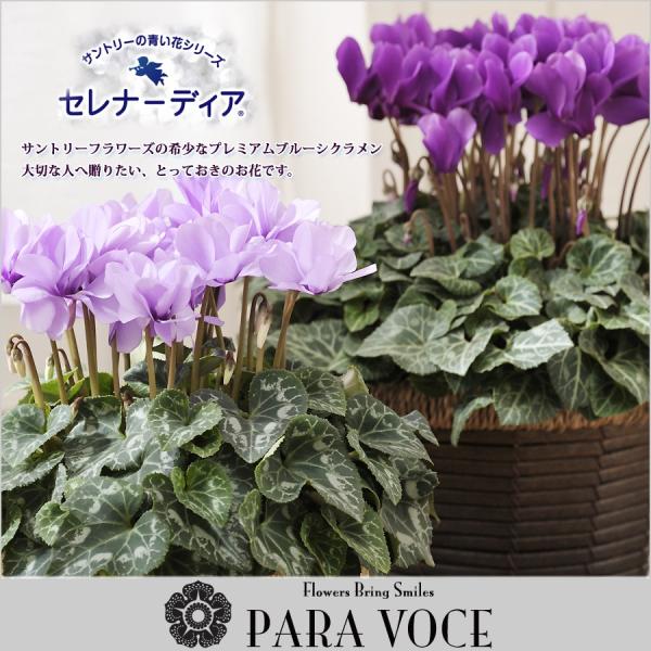 サントリー セレナーディア 青いシクラメン ブルーシクラメン 鉢花 花鉢 鉢植え 紫 アロマブルー ライラックフリル 新品種 珍しい お歳暮 花 Buyee Buyee Japanese Proxy Service Buy From Japan Bot Online