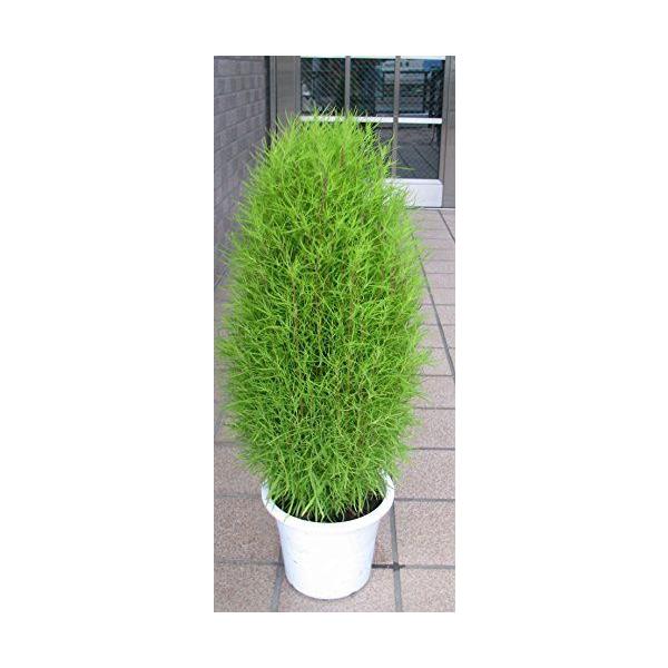 秋には真っ赤な紅葉に ほうき草 コキア Buyee Buyee 日本の通販商品 オークションの代理入札 代理購入