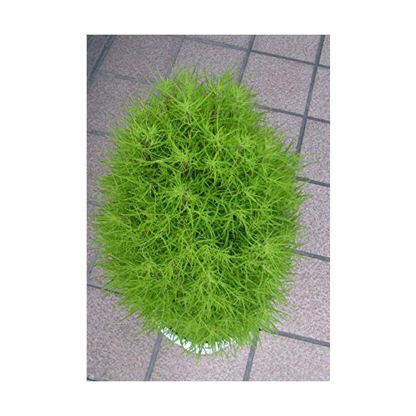 秋には真っ赤な紅葉に ほうき草 コキア Buyee Buyee Japanese Proxy Service Buy From Japan Bot Online