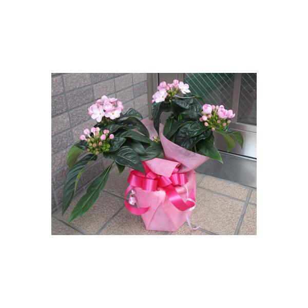 hV̓₻̑̃v[gMtgɁ@ ɂ @@jIC@jICUN @ @5