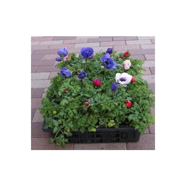 アネモネの苗 Buyee Buyee Japanese Proxy Service Buy From Japan Bot Online