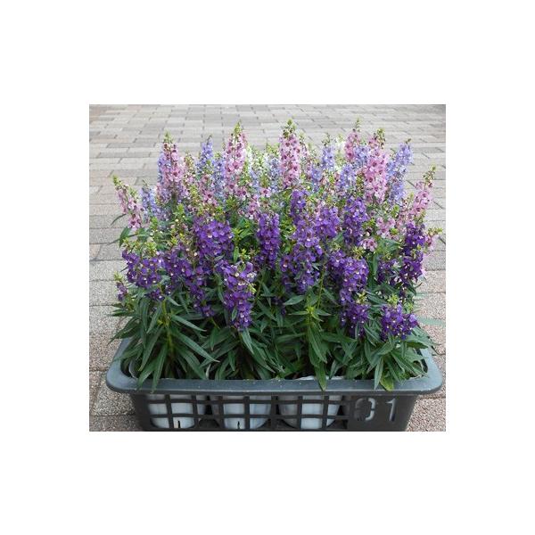 parextuto-store_ann050