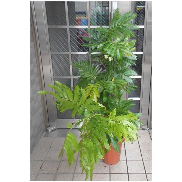 parextuto-store_e001