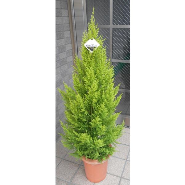 ゴールドクレスト　高さ約100cm parextuto-store_k-303