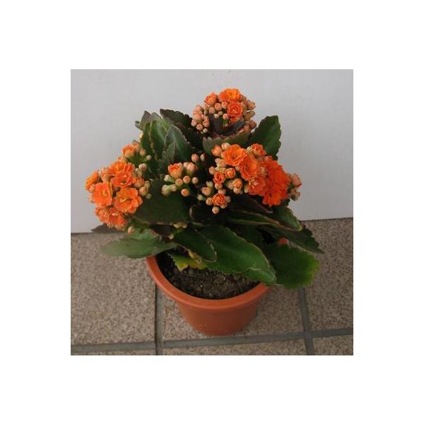 世界初 八重咲き カランコエ オレンジ Buyee Buyee Japanischer Proxy Service Kaufen Sie Aus Japan
