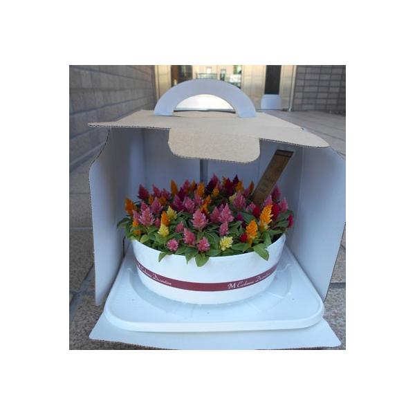 母の日やそのほかのギフトに ギフト ケイトウケーキ 5号鉢 ケイトウの鉢植え Buyee Buyee 日本の通販商品 オークションの代理入札 代理購入