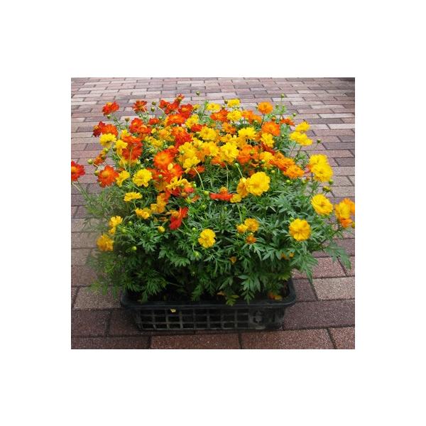 黄花コスモスの苗（キバナコスモス） : フラワーショップ パレット