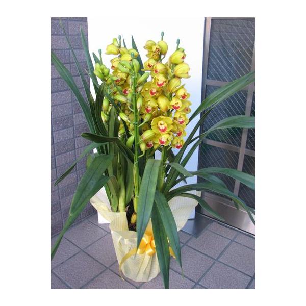 希少価値的な黄色のシンビジューム。三本立ち：ラッピング入り・全体の高さ80〜90ｃｍ