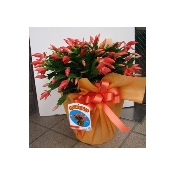 ss☆12　デンマークカクタス オレンジ金平糖 発根済み株 Z 希少種 オレンジ色のデンマークカクタス : フラワーショップ パレット - 通販