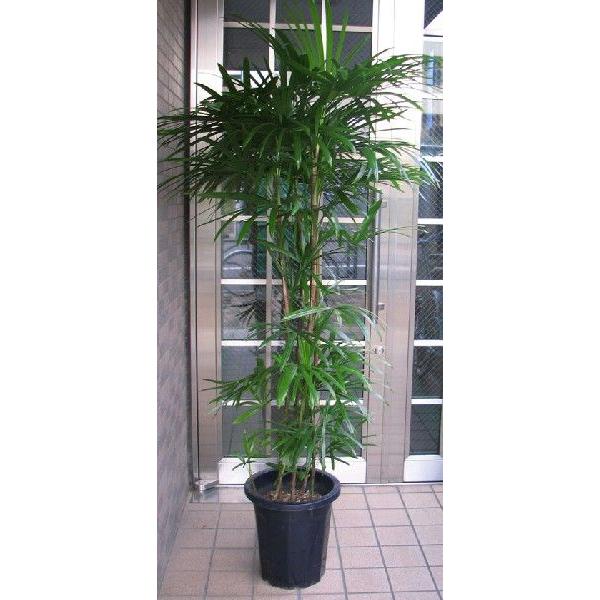 大型！観葉植物　棕櫚竹　シュロチク　開運招福　10号鉢 大型！観葉植物 棕櫚竹 シュロチク 開運招福 10号鉢 楽天市場