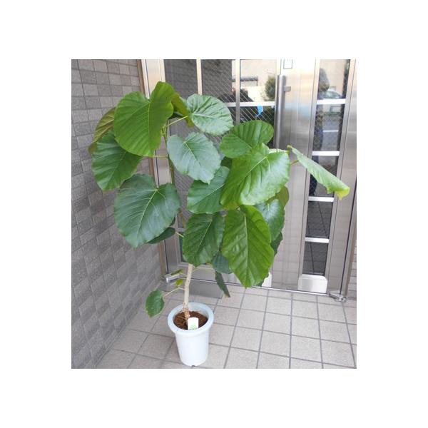 観葉植物 ウンベラータ : フラワーショップ パレット - 通販 - Yahoo
