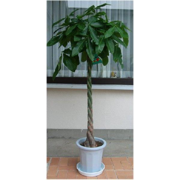 大型観葉植物 パキラ : フラワーショップ パレット - 通販 - Yahoo