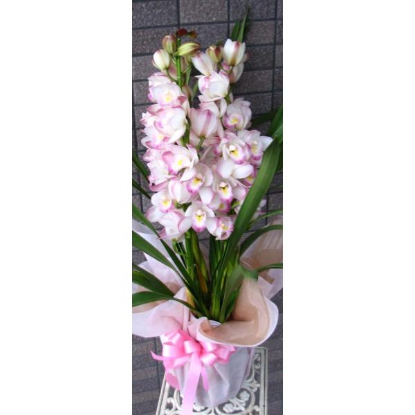 シンビジュームプリンセスマサコ Buyee Buyee Japanese Proxy Service Buy From Japan Bot Online