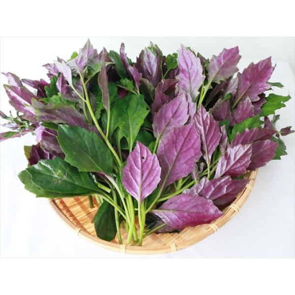 宮古島産 紫 グリーンが綺麗な野菜 ぱるだま1kg はんだま 水前寺菜 金時草 鉄分たっぷり サラダやお浸しに Buyee 日本代购平台 产品购物网站大全 Buyee一站式代购 Bot Online