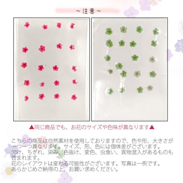 押し花 (49) コデマリ ドライフラワー 花材 レジン プリザーブド