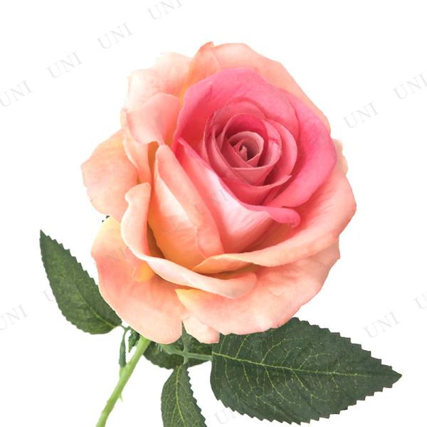 2_Zbg 52cmXv[ [Y sN ԑ}(΂) lHϗtA ֑}