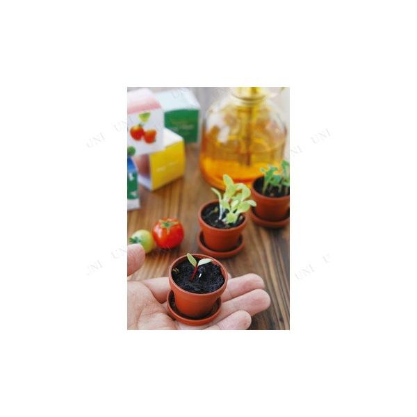 タイニィタイニィ プラント ルッコラ 栽培キット 室内 家庭菜園 ハーブ インテリア用品 室内園芸 栽培セット Buyee Buyee Japanese Proxy Service Buy From Japan Bot Online