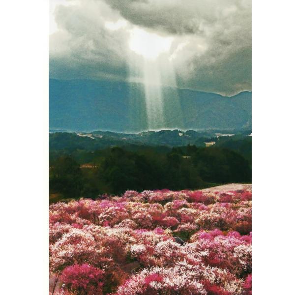 [商品名]奇跡の写真 秋元隆良 光立つ時代 (令和)原材料：印画紙サイズ：・ゴールドカラー額：約415m×315mm、重量約980g・窓抜きサイズ（作品の見える大きさ）：約300mm×195mm商品構成：銀塩写真×1、額×1原産国：日本銀塩...