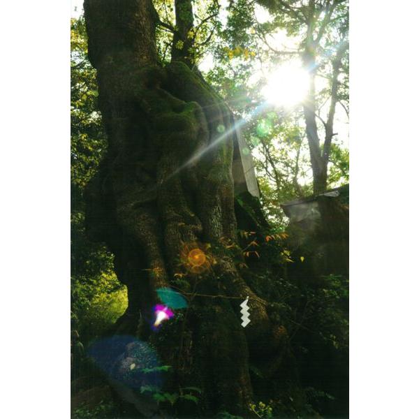 [商品名]秋元隆良氏 奇跡の写真 神木の祭典[スペック]原材料　印画紙サイズ・ゴールドカラー額：約415m×315mm、重量約980g・窓抜きサイズ（作品の見える大きさ）：約300mm×195mm商品構成銀塩写真×1、額×1原産国　日本奇跡...