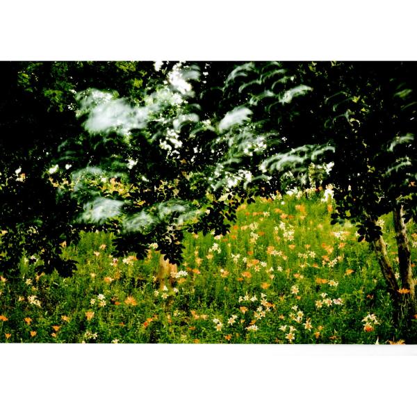 [商品名]秋元隆良 奇跡の写真 天使の羽ばたき[仕様]■原材料　印画紙■サイズ・ゴールドカラー額：約415m×315mm、重量約980g・窓抜きサイズ（作品の見える大きさ）：約300mm×195mm■商品構成：銀塩写真×1、額×1■原産国：...