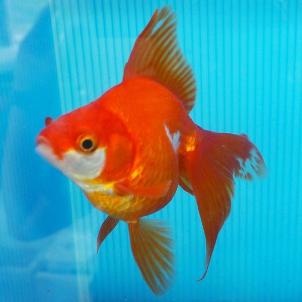 1点物 飯田琉金 メス 2歳 約14cm 金魚 きんぎょ 信州きんぎょ姫 K 01 013 Technical Sport Passo 通販 Yahoo ショッピング