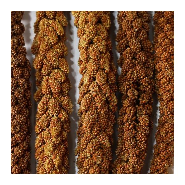 フランス産　赤粟穂　粟穂 製品詳細ページ | 黒瀬ペットフード