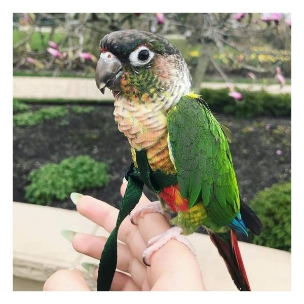 新版 バードハーネス アヴィエーター Petite プチ ハーネス リーシュ インコ オウム ハーネス 胴輪 Buyee Buyee 日本の通販商品 オークションの代理入札 代理購入