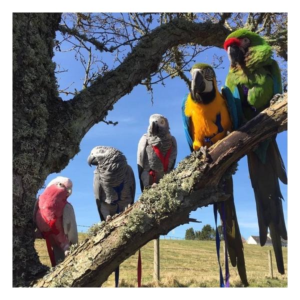 新版 バードハーネス アヴィエーター Petite プチ ハーネス リーシュ インコ オウム ハーネス 胴輪 Buyee Buyee 日本の通販商品 オークションの代理入札 代理購入