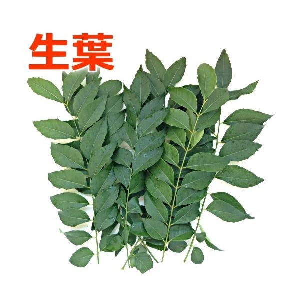 希少 無農薬 国産 生 カレーリーフの葉 生葉　生産者様直送  約３０ｇ 【メール便・クリックポスト】