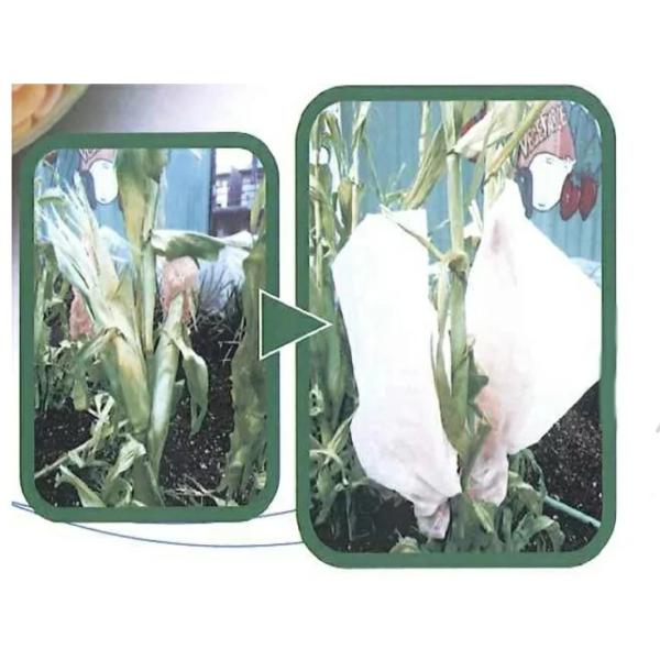 不織布 とうもろこし 害虫ガード １０枚入　止め紐付　サイズ３０ｃｍ×４０ｃｍ