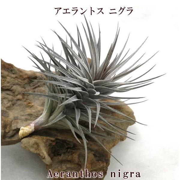チランジア アエラントス ニグラ 約12 13ｃｍ エアプランツ エアープランツ Aeranthosnigra Pegマーケット 通販 Yahoo ショッピング