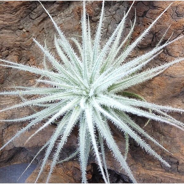 チランジア テクトラム S 約５ ６ｃｍ エアプランツ エアープランツ Buyee Buyee Japanese Proxy Service Buy From Japan Bot Online