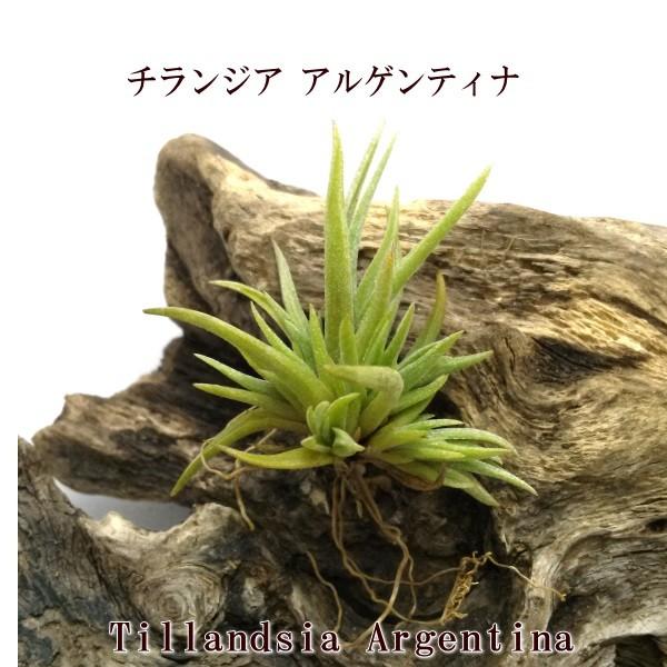 チランジア アルゲンティナ ミニクランプ 約5〜6cm エアプランツ