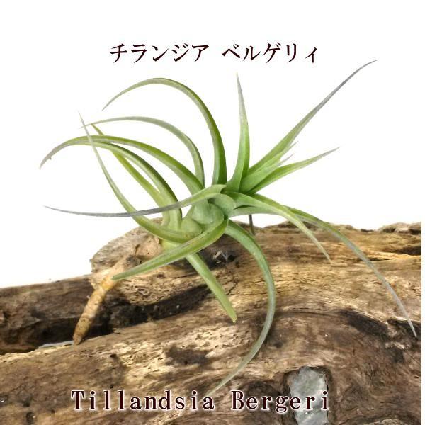 チランジア ベルゲリィ ハイブリッド 約5cm エアプランツ チランジア ベルゲリィ ハイブリッド 約5cm エアプランツ