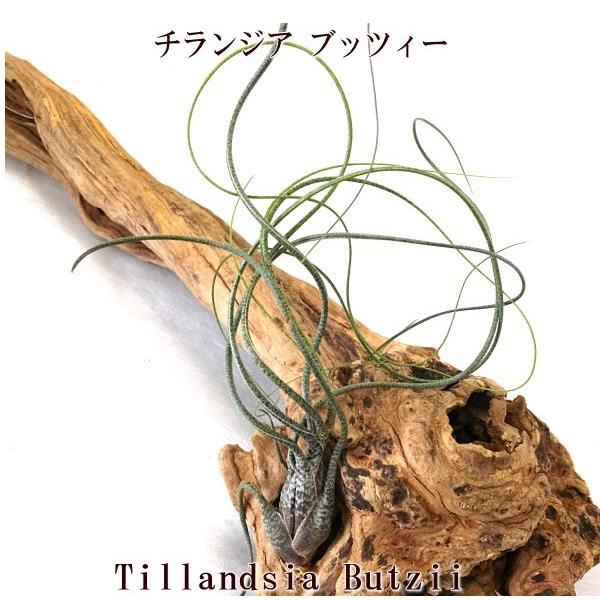 チランジア ブッツィー 15 ｃｍ前後 エアプランツ エアープランツ Butzii Pegマーケット 通販 Yahoo ショッピング