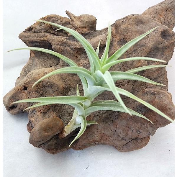 チランジア カクティコラ 8ｃｍ前後 エアプランツ エアープランツ Cacticolalfr Pegマーケット 通販 Yahoo ショッピング